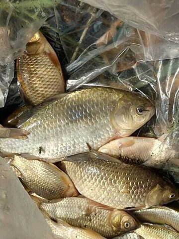 Ryby sniete ruda slaska5 Ryby sniete ruda slaska5