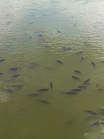 Ryby sniete ruda slaska6 Ryby sniete ruda slaska6