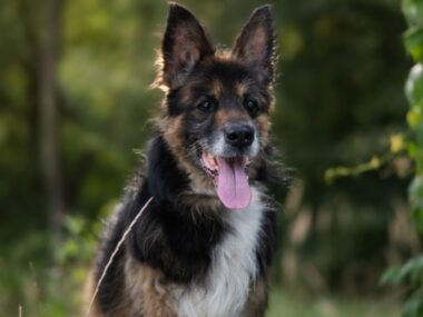 Zaniedbany i ciężko chory Nero wygrał walkę o życie Nero fauna