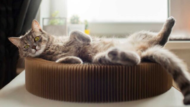 Dlakociarzy2 Dlakociarzy2