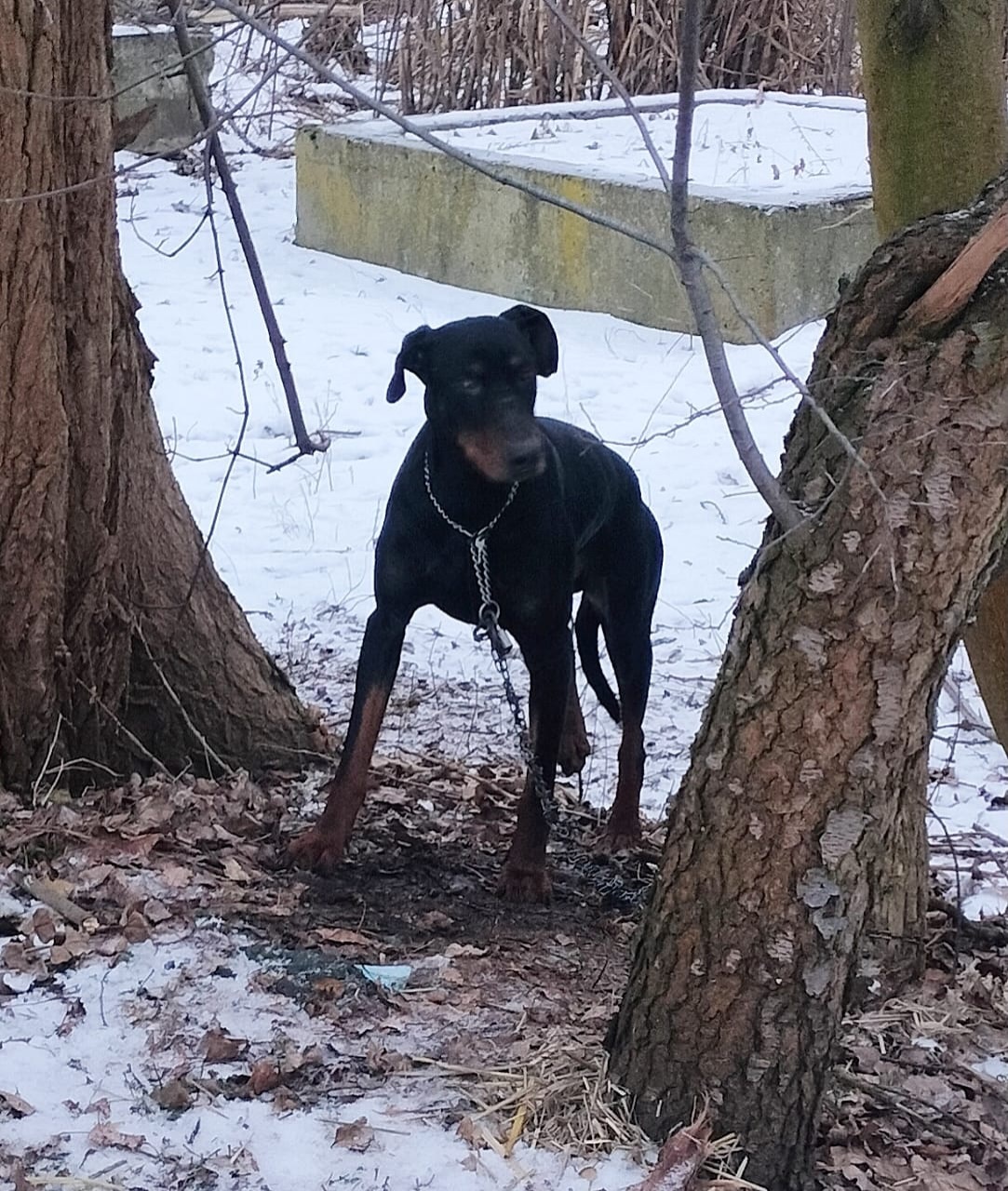 Doberman ruda slska2