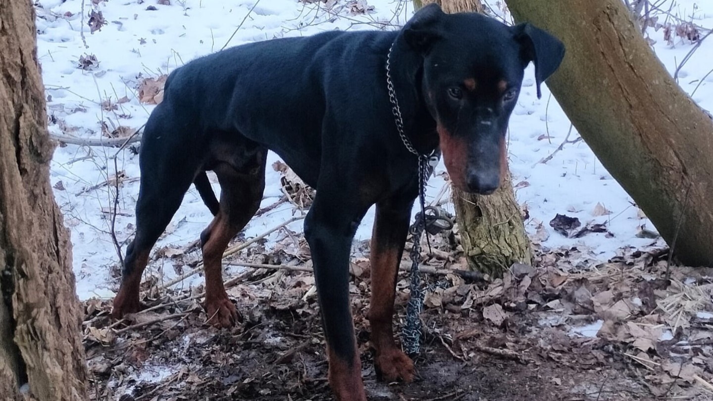 Dobreman ruda slaska3