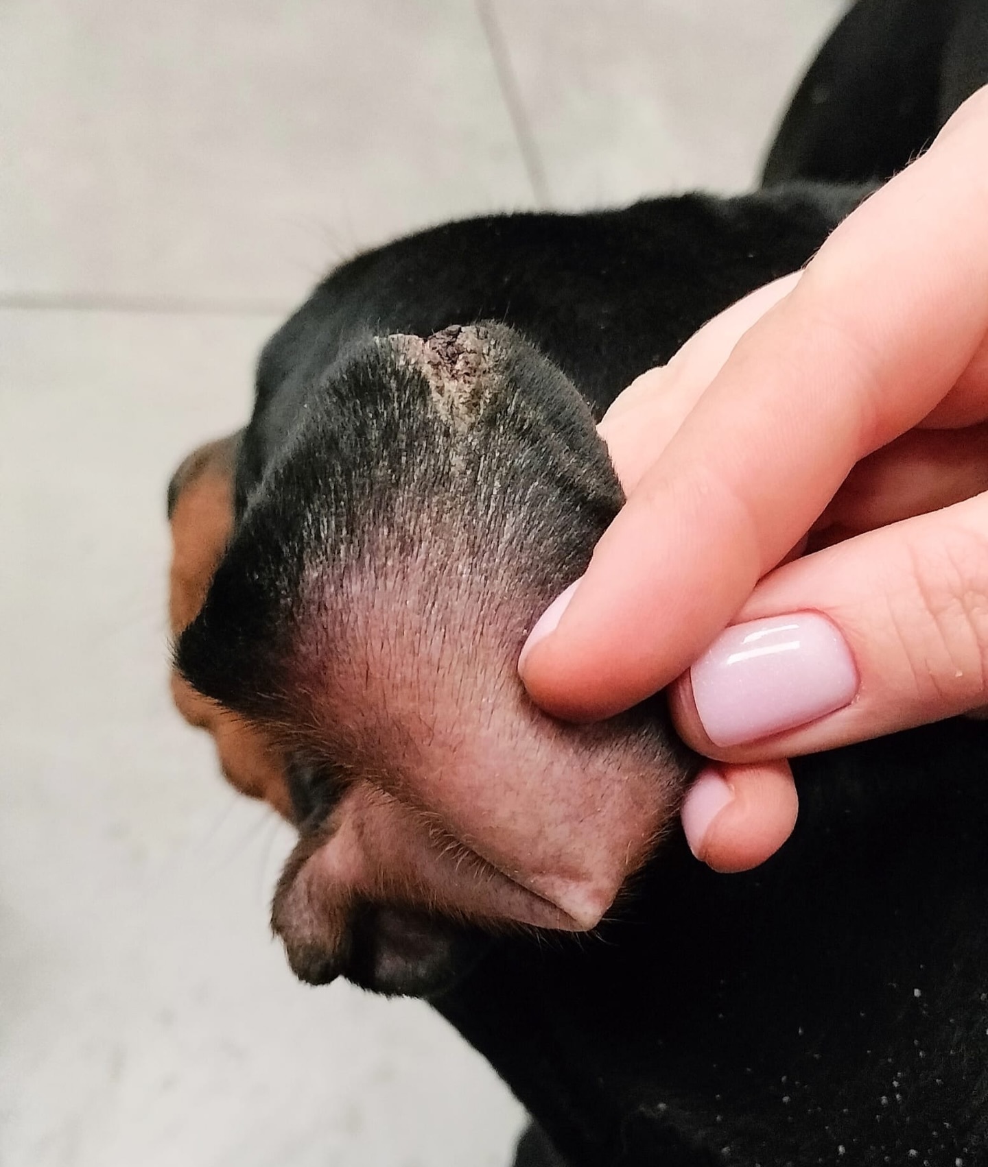 Dobreman ruda slaska6