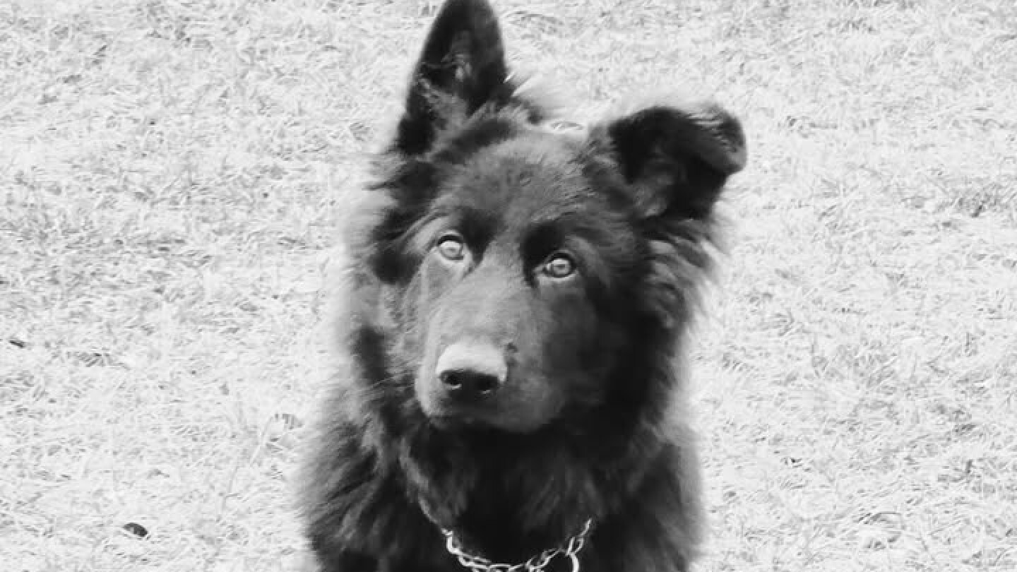 Pies otruty ruda slaska poziom