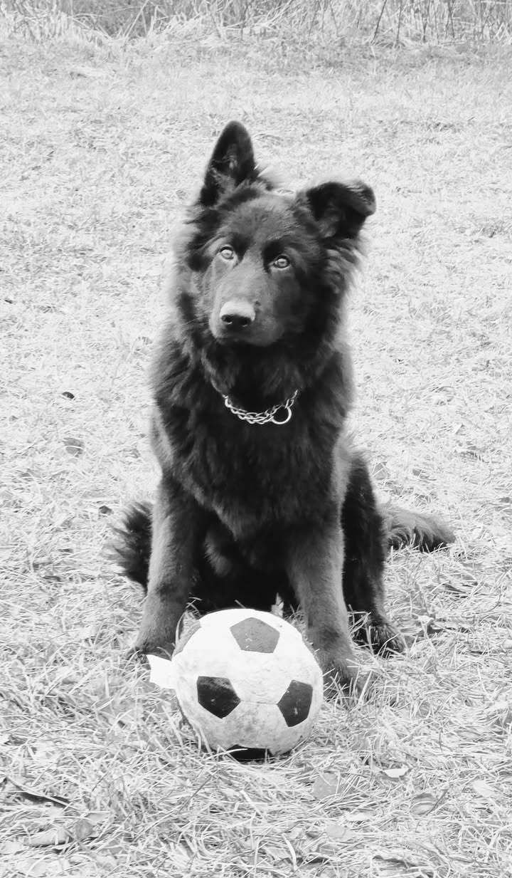 Pies otruty ruda slaska